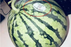 网红衣服被吃瓜,时尚还是浪费？