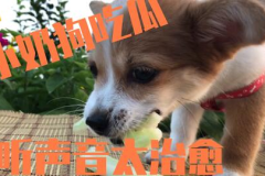 娱乐吃瓜菌狗狗,揭秘娱乐圈那些不为人知的幕后故事